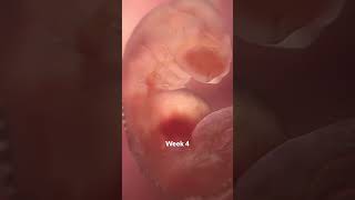 Life In The Womb In 60 Seconds [upl. by Francisca]