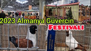 Lipsia 2023 Leipzig Almanya guvercin festivali kariyer Brieftauben postaaksoyfiloelvanguvercinleri [upl. by Henriha]