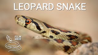 Leopard snake Zamenis situla a beautiful snake species from Europe Aesculapian snake [upl. by Natfa]