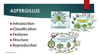 Aspergillus structure life cycle  URDUHINDI  AZ concepts guide [upl. by Hatch]