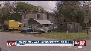 A Tampa man is accused of having sex with a pit bull [upl. by Agathe]