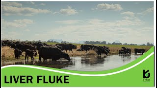 Liver Fluke Discussion  South Africa [upl. by Tra]