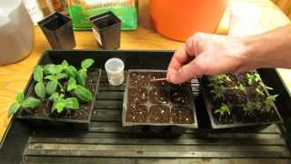 For New Gardeners How to StartPlant Tomato Seeds Indoors for Transplants  MFG 2014 [upl. by Eila148]