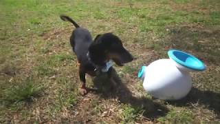 Demo iFetch automatic ball launcher for dogs  Crutchfield video [upl. by Dnarb794]