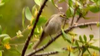 Yellowfaced Honeyeater Lichenostomus chrysops  DreistreifenHonigfresser [upl. by Junko]