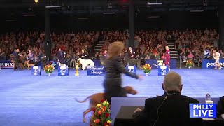 Who let the dogs out Heres a preview of the 2024 National Dog Show [upl. by Latsyrhc320]