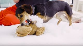 Why Dogs Destroy Toys And Why Its A Good Thing [upl. by Nylzaj394]