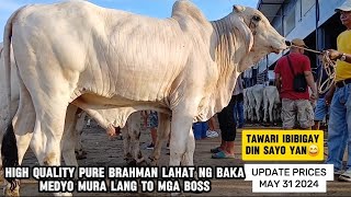 31 May 2024  HIGH BREED PURE BRAHMANMay Kamahalan pero sulit  SMB [upl. by Tiras]