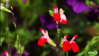 Super summertime garden colorEmerald GardenCentral Texas Gardener [upl. by Enohpets]