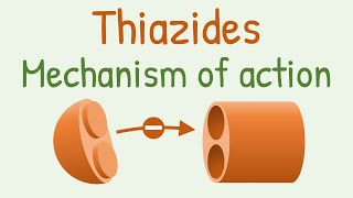 Thiazides mechanism of action [upl. by Solrac]