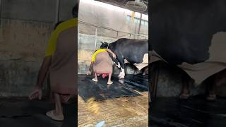 Workers Fix The Giant cow Mats After Cleaning The Farm Every Day  Cattle Farming 2024 [upl. by Eeldarb937]