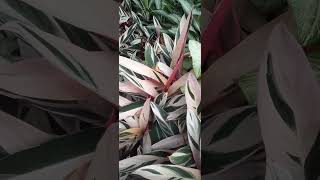 Calathea multi colour [upl. by Submuloc]