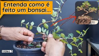 Transformando muda de acerola em bonsai [upl. by Torr]