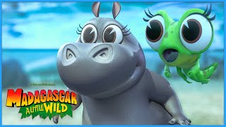 Froggy Adventures 🐸  DreamWorks Madagascar [upl. by Anaili]