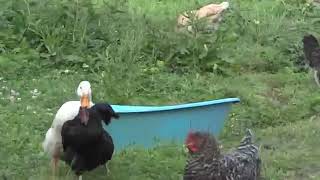 Duck mating big hen in a village [upl. by Zetrac]