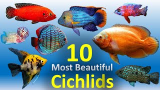 10 Most Beautiful Cichlids for Aquarium [upl. by Schaffel947]