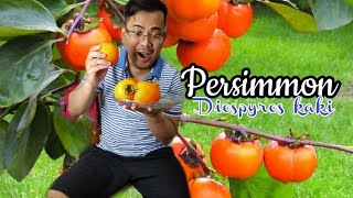 How to eat persimmon fruit Diospyros Kakiin Japan [upl. by Bolton]