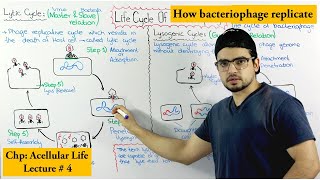 Life Cycle of Bacteriophage  Lytic and lysogenic cycle [upl. by Ahsael427]