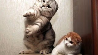 Cats dancing to music  funny cat dance compilation [upl. by Nodnol927]