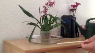 Watering orchids in sphagnum moss [upl. by Eidur]