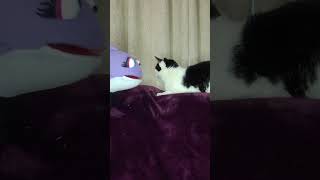 Hey friend Grayson and Sharon have a moment friends puppets cat cats funny sharontheshark [upl. by Cacka23]