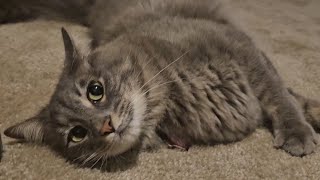 Grey cat behavior cutecat [upl. by Ylerebmik]