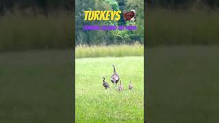 Turkeys running around the Farm turkey [upl. by Mendez]