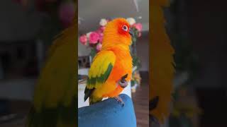 Playful Parrots in Action – Dance Pranks amp Pure Fun birds parrot pets funny [upl. by Aiam]