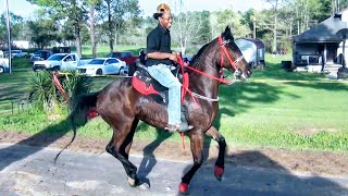 2024 Applying Pressure Stables Trail Ride [upl. by Loggins]