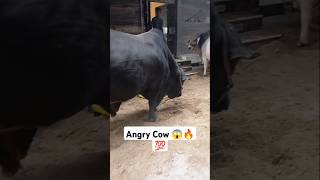 Beautiful Cow 😱🔥💯cow bull viral trending ytstudio ytshort karachi pakistanibull animals [upl. by Freedman]