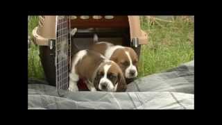 First Time Outdoors 26 Day Old Basset Hound Puppies [upl. by Deryl]