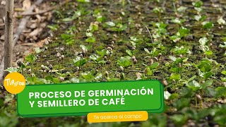 Proceso de germinación 🌱 y se millero de café ☕ TvAgro por Juan Gonzalo Angel Restrepo [upl. by Rellim]