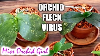 Orchid fleck virus  symptoms transsmition consequences [upl. by Averir]