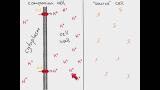 AS Biology  Translocation [upl. by Hgielyak]