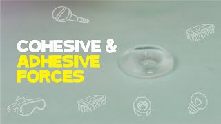 Cohesive And Adhesive Forces  Science Experiment [upl. by Nesahc]