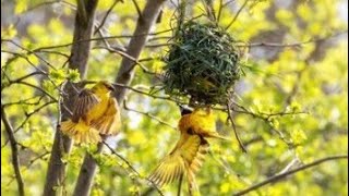 28BUILDING SKILL BIRDbirds birdhome nature birdlife birdnest birdslover [upl. by Maise]