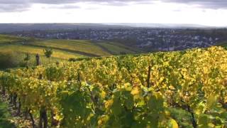 Robert Weil Spitzenweingut im Rheingau  Made in Germany  Familienunternehmen [upl. by Alberic]