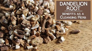 Dandelion Root Benefits as a Cleansing Herb [upl. by Oicnaneb]