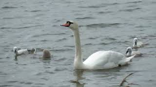 240524 RSPB Saltholme highlights [upl. by Anyad359]