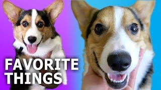 CORGI DOGS GIFT GUIDE REVIEW amp GIVEAWAY  Gatsbys Favorite Things [upl. by Dun]