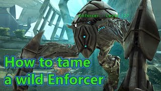 HOW TO TAME A WILD ENFORCER★ARK Survival Evolved Extinction★ [upl. by Myk]