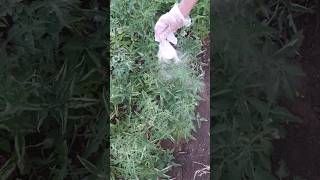 افضل طريقة لتعفير النبات بالكبريت الزراعي best way for use sulphur powder in garden [upl. by Attikram391]