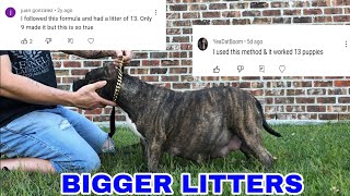 quotBREEDING FOR SUCCESSquot What is the best days to breed your American Bully for a successful litter [upl. by Anderer]