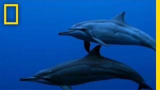 Spinner Dolphins  Untamed Americas [upl. by Roth]