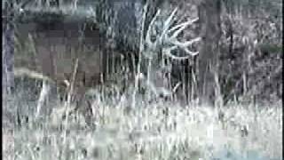 One Huge Kansas Buck with another one coming to visit [upl. by Eramat]