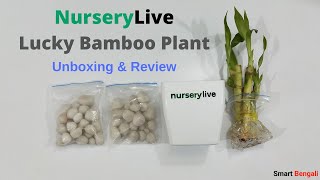 NurseryLive Lucky bamboo plant Unboxing amp Review [upl. by Soilissav]