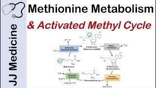 Methionine Metabolism and Activated Methyl Cycle  Pathway and Purpose [upl. by Odareg]