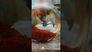 Betta Fish Tank 187 [upl. by Yadnil]