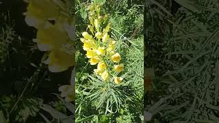 Linaria ottima per tosse e raffreddore [upl. by Naujit446]