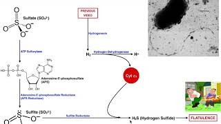 Intestinal Sulfate Reduction to H2S by SulfurReducing Bacteria [upl. by Kcirred]